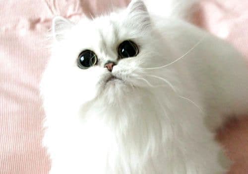 搞不清波斯猫和山东狮子猫？掌握以下三点就可以啦！