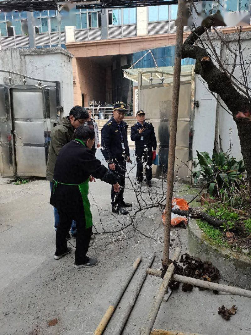 盛开的樱花树被剪断 “执法蓝”出手整治