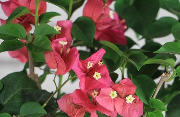 三角梅花期多久时间？（探究三角梅开花时间及环境因素。）
