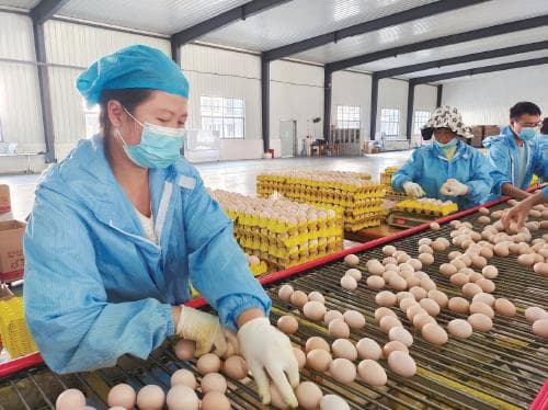 “减抗”三方经验谈——贵州省探索蛋鸡兽用抗菌药物使用减量化行动