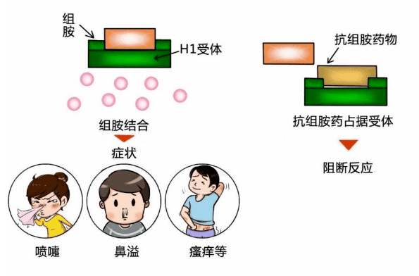 这些堪称“救星”的抗过敏药物，你都会用吗？