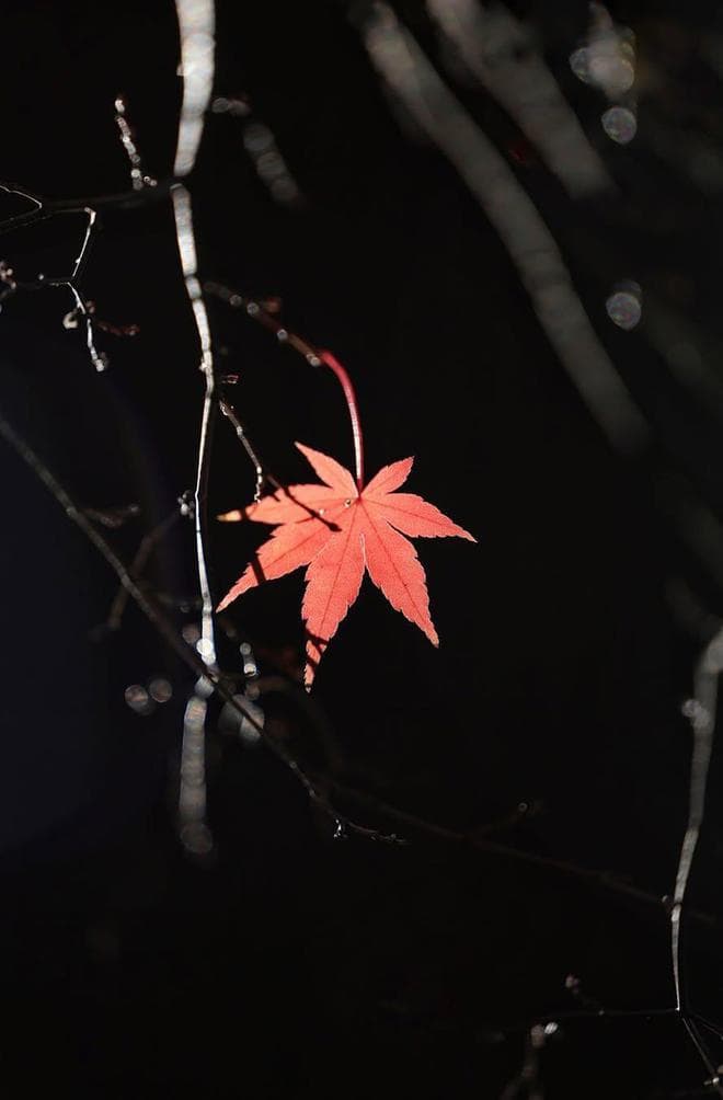 7个枫叶摄影技巧，普通人手机也能拍出电影感秋日大片
