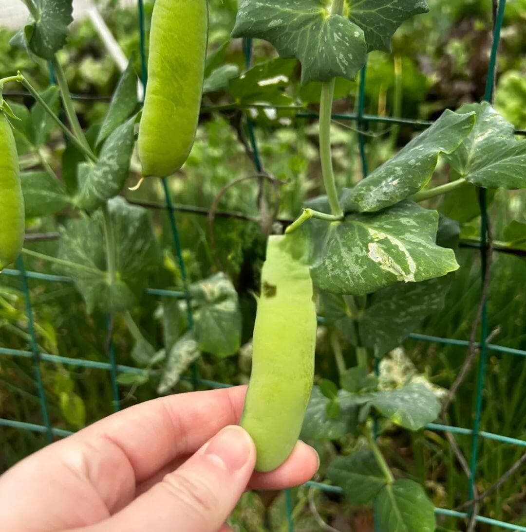脆甜荷兰豆，春种全生长期管理要点！