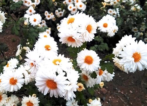 菊花的生长过程？从幼苗到开花的四个阶段变化
