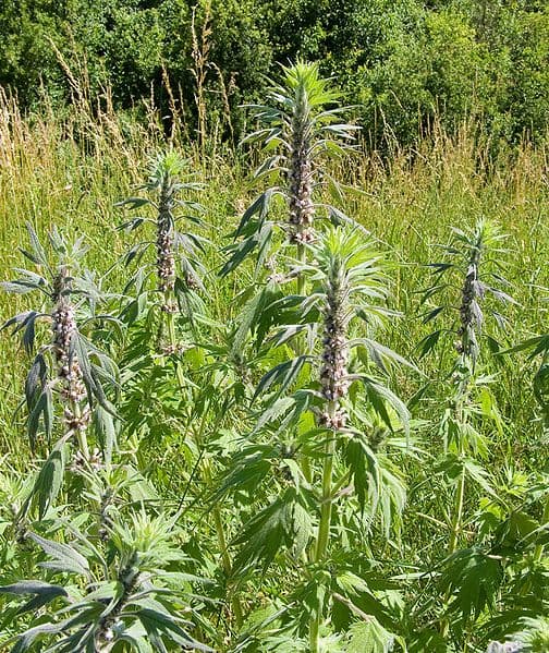益母草：从传统应用到现代研究的全面解析