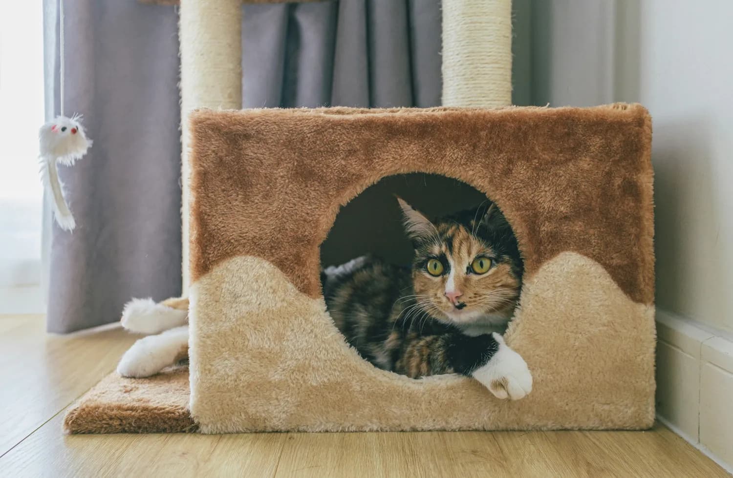 冬季猫咪护理，铲屎官必修课！