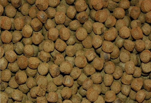 锦鲤喂食指南：饲料选择与投喂方法详解