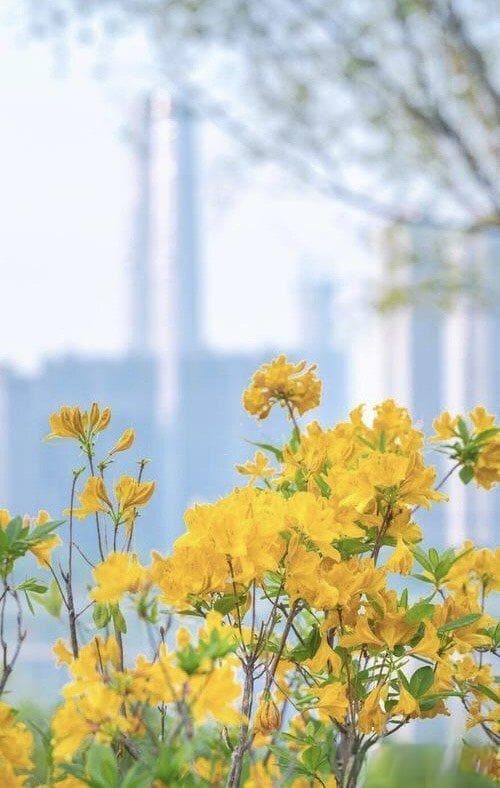 实验设计原理与步骤解析