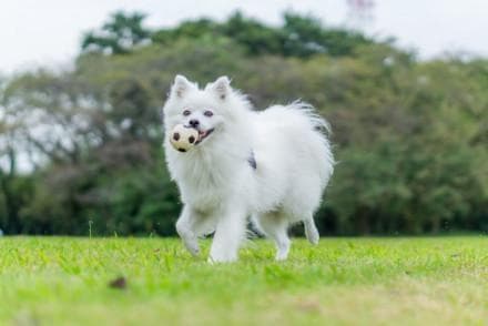 银狐犬：日本原生的玩具犬种