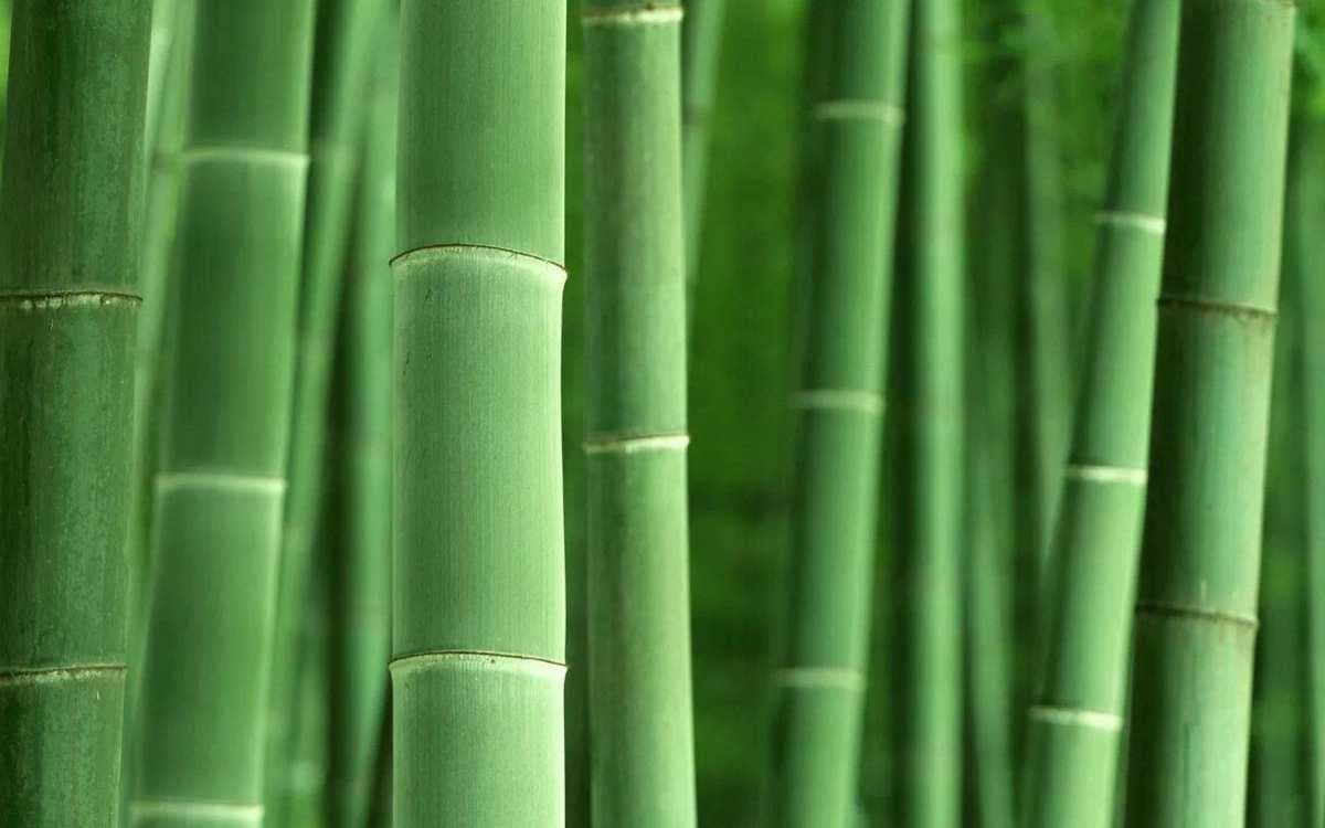 连续式生物质炭化炉——竹子的碳化优势