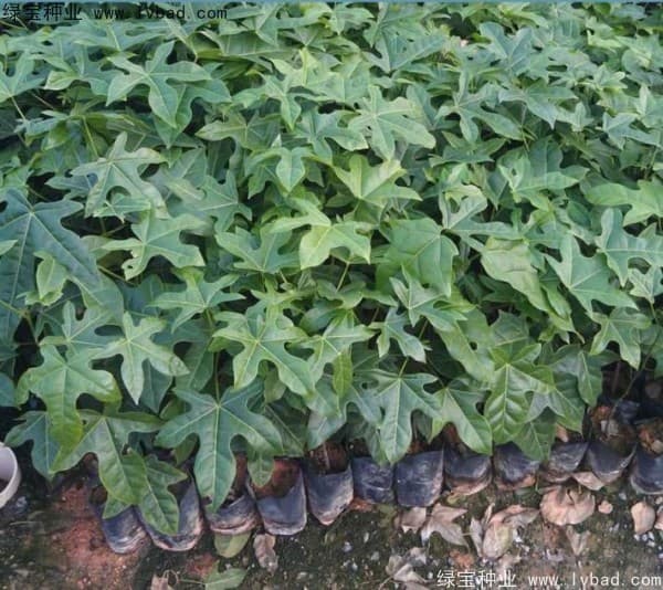 澳洲火焰木种子什么季节播种？