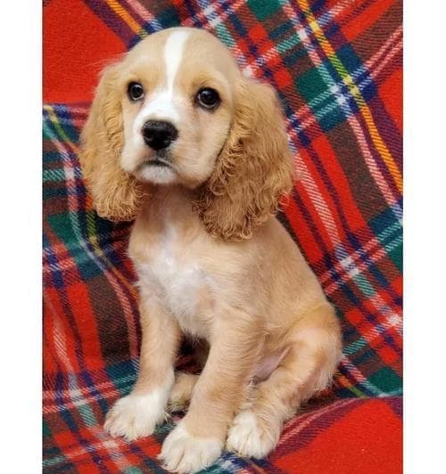 如何养育可卡犬（为你提供全面的可卡犬养育指南）