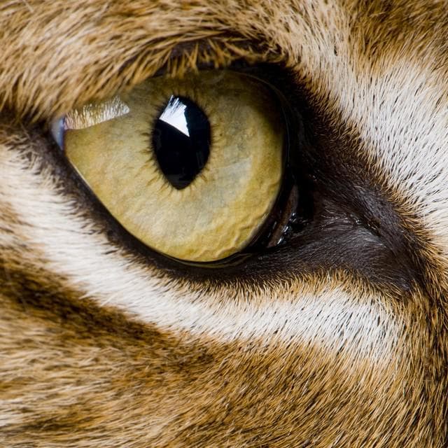 猫科动物瞳孔形状玄机：为什么家猫竖瞳，狮子却是圆瞳？