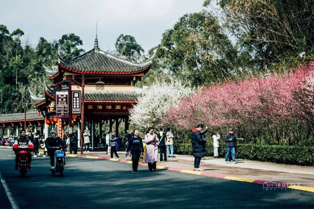 乐山绿心公园梅花季：6000株梅花竞相绽放，打造城市"花花世界"
