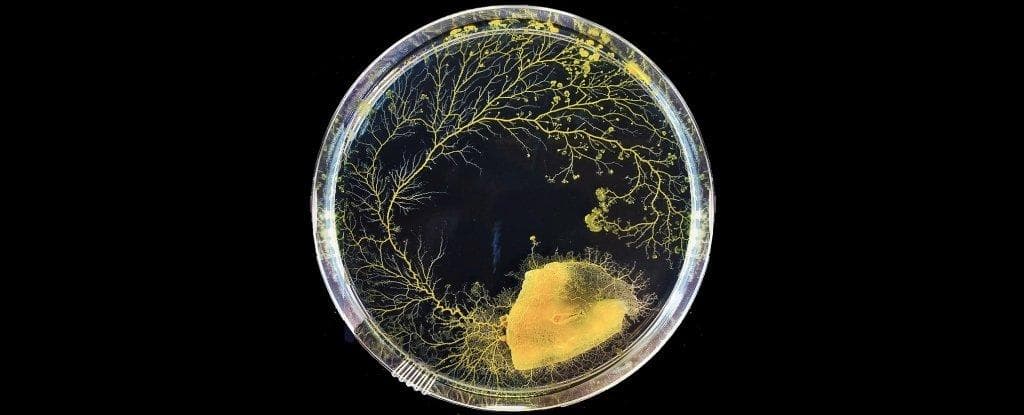 无脑生物黏菌走红，多项智能行为引发科学界关注