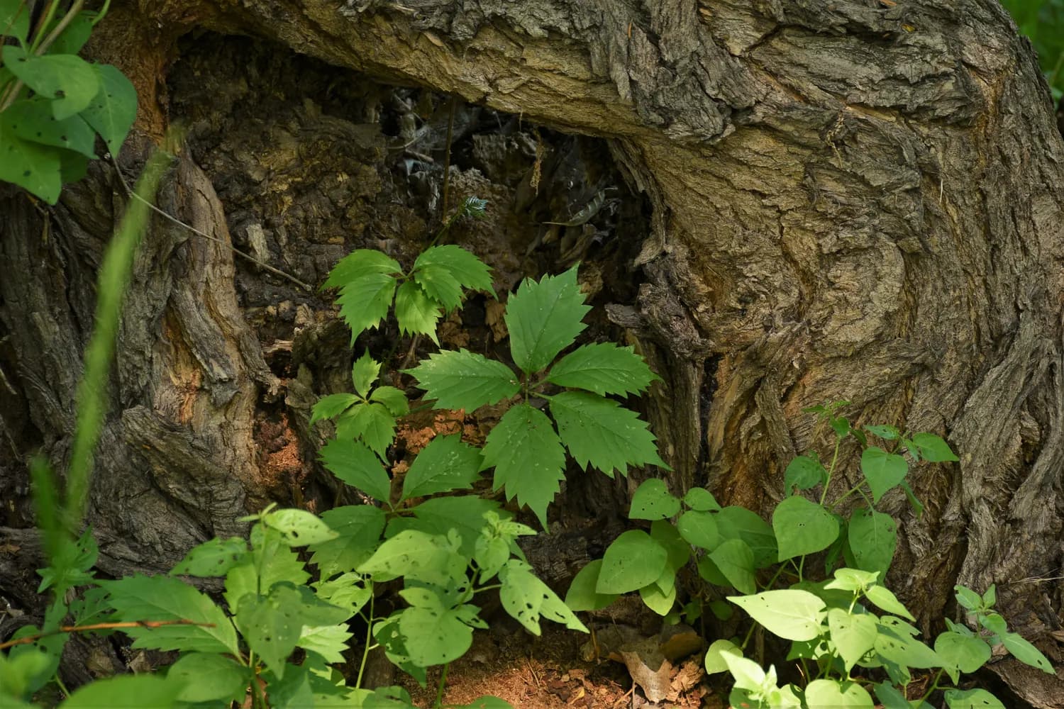 野山参：珍贵药材的生长奥秘与鉴别技巧