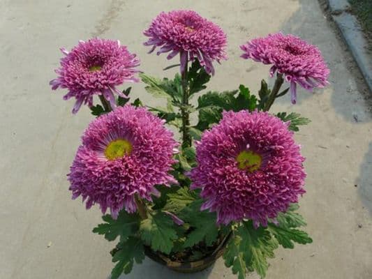 菊花怎样养花才大又漂亮？如何盆栽菊花