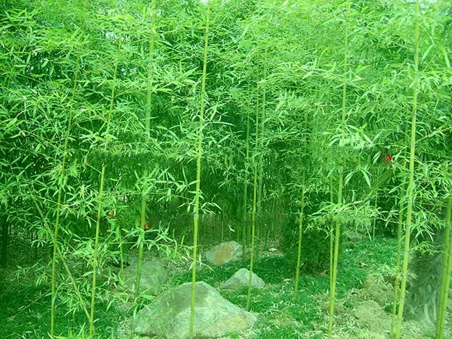 适合北京栽植的竹子品种与养护技巧
