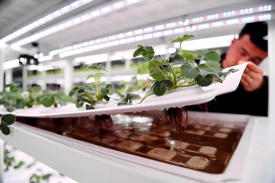 水培蔬菜知识体系的深度梳理与前瞻