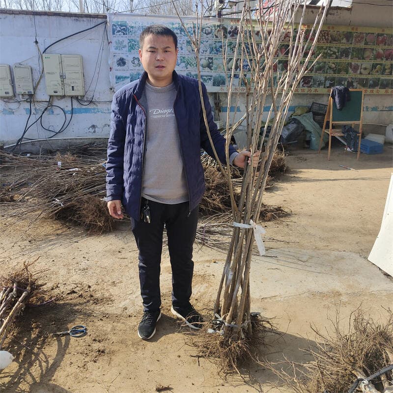 蓝莓种植授粉攻略：L29蓝莓苗这样管理最有效