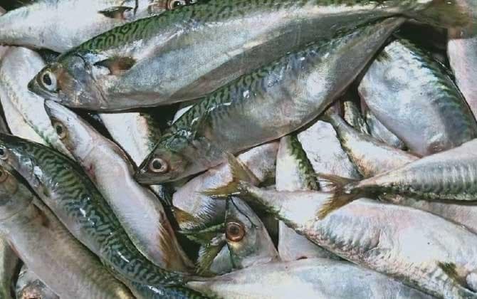 鲅鱼的食用安全与营养价值全解析