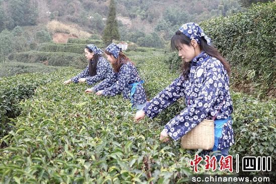 绵竹：人勤不负春光好 春茶采摘正当时