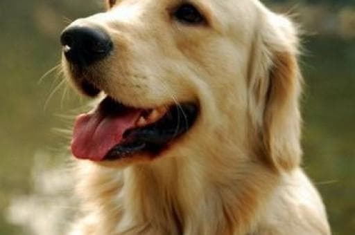雪纳瑞犬体型对照表：从迷你到巨型的身高体重详解