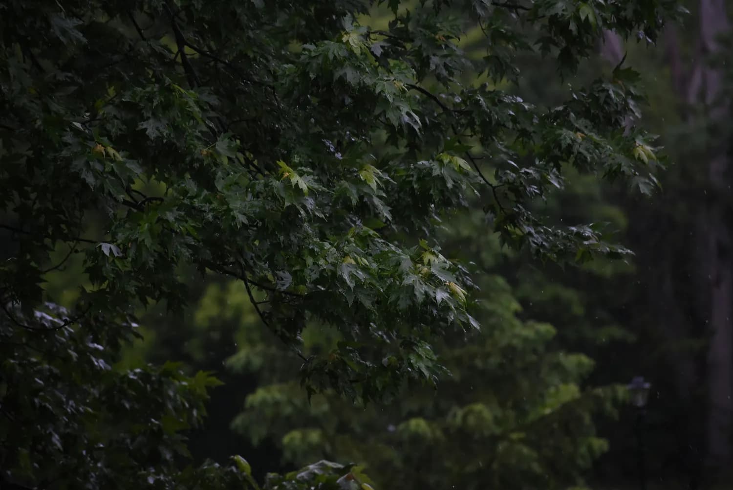 梧桐雨中的离愁别绪，你读懂了吗？