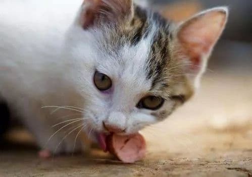 小猫突发疾病，急速诊断与治疗