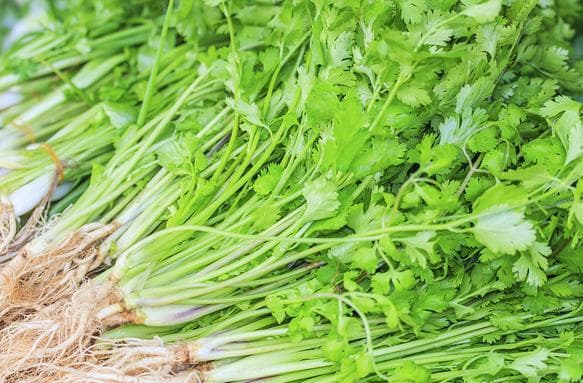 香菜不止是配菜：两种创新食谱让你爱上这道“争议”食材