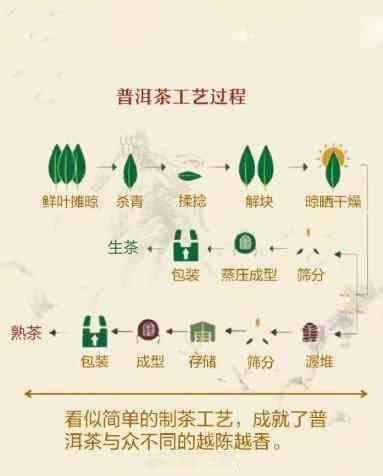 新工艺普洱茶熟茶的特点与制作方法全解析