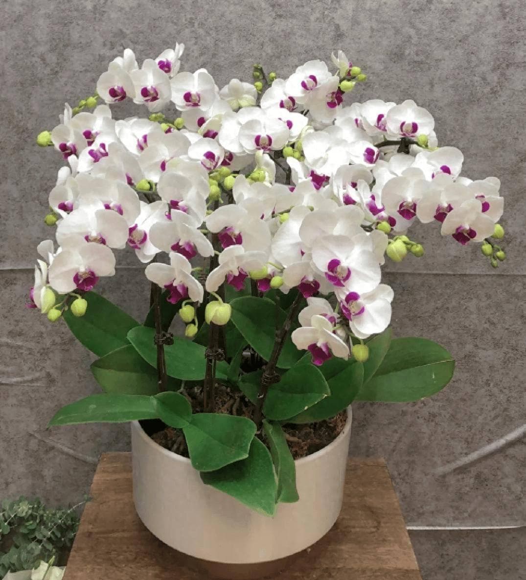 蝴蝶兰“爱吃”一种肥，每月“喂”一次，叶绿花又艳，花苞满枝头