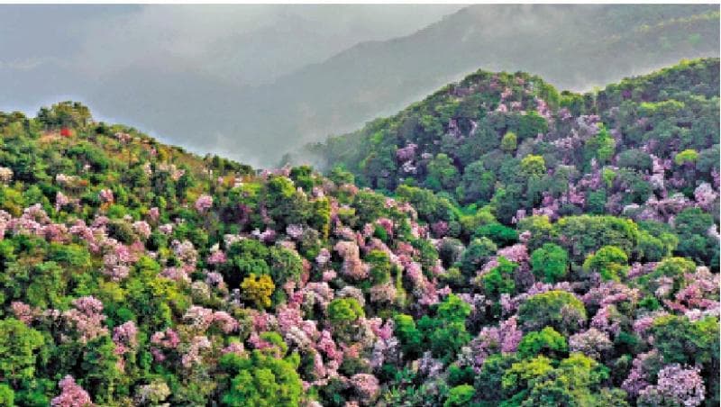 深圳梧桐山公园：集保育科普旅游一身的休闲胜地
