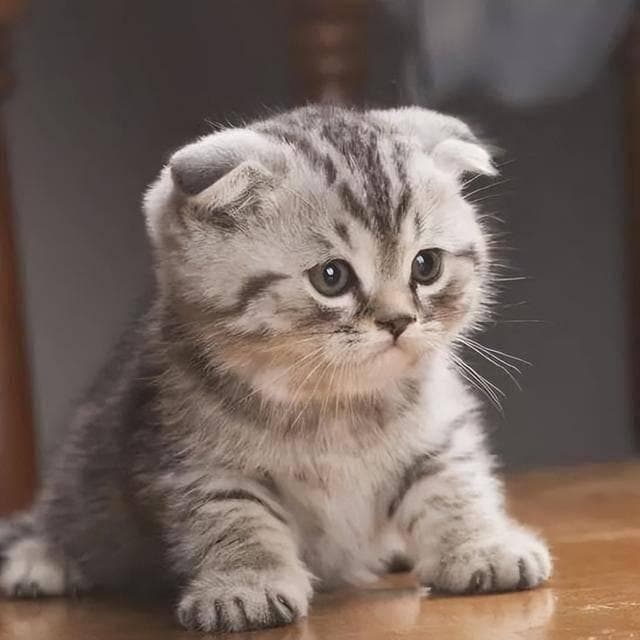 折耳猫的可爱背后，藏着这些让人心疼的缺陷！