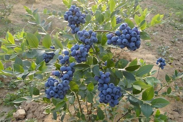 蓝莓用什么土种植最好，盆栽蓝莓要怎么养？