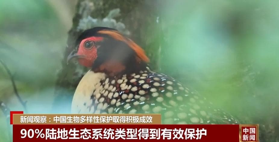 数字绘就活力涌动“生态画卷” 中国生物多样性保护成效明显