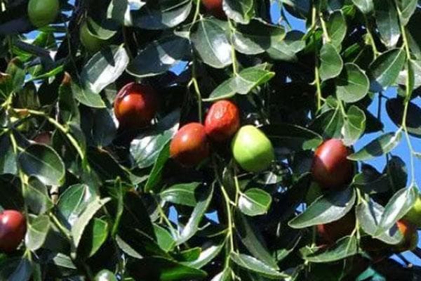 枣树几年挂果？从种植到管理的全方位指南