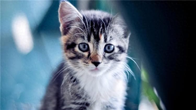 猫猫不爱喝水？十招教你为它“深层补水“