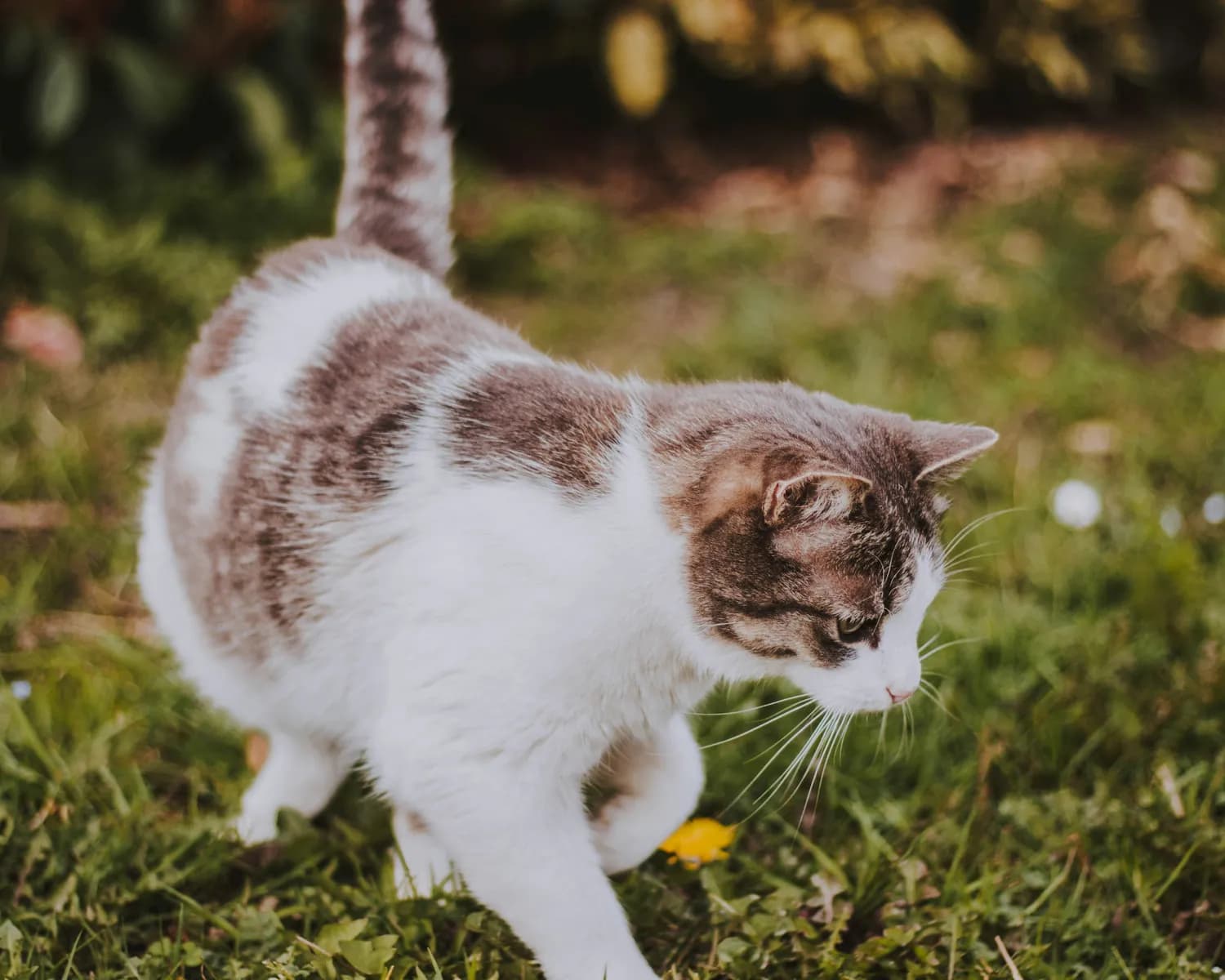 猫咪驱虫新宠：芬苯达唑片，你选对了吗？