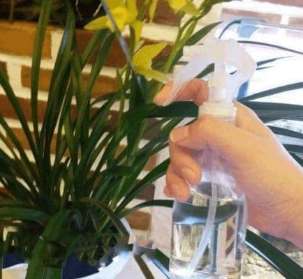喷叶面水的正确方法？如何给植物喷水