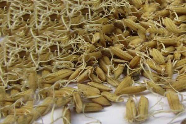 生麦芽泡水的功效与作用