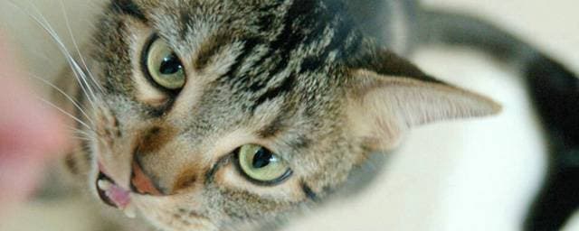 猫的名字大全