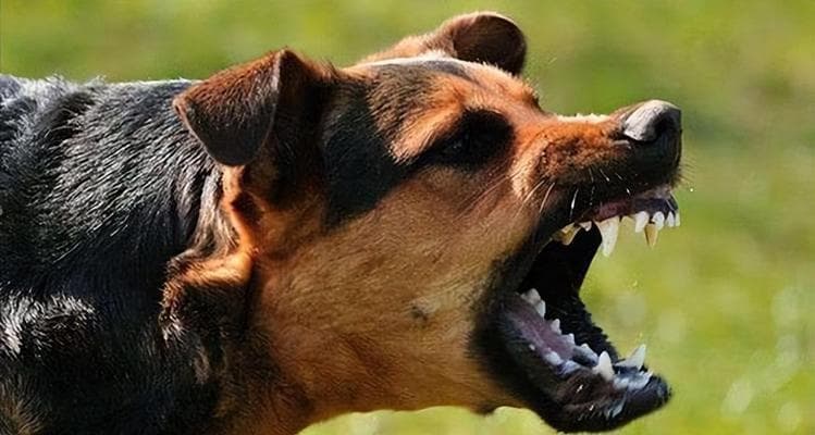 狂犬病四大特征及防控指南：保护你和你的爱犬