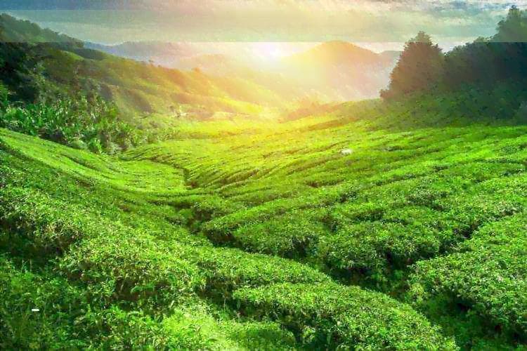 枣茶煮法与口感优化：掌握窍门，让枣茶更美味