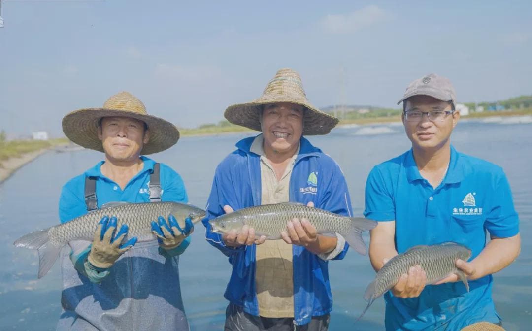 探索“吊水鱼”的绿色养殖之道！坦洲吊水鱼“吊”出好品质，“链”向粤港澳