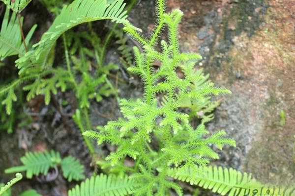 蕨类植物如何养护？