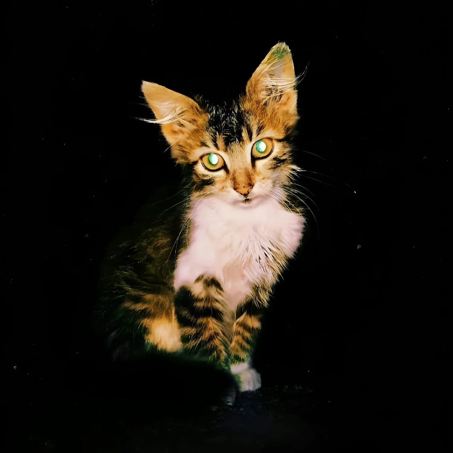 狸花猫：萌宠界的捕鼠高手！