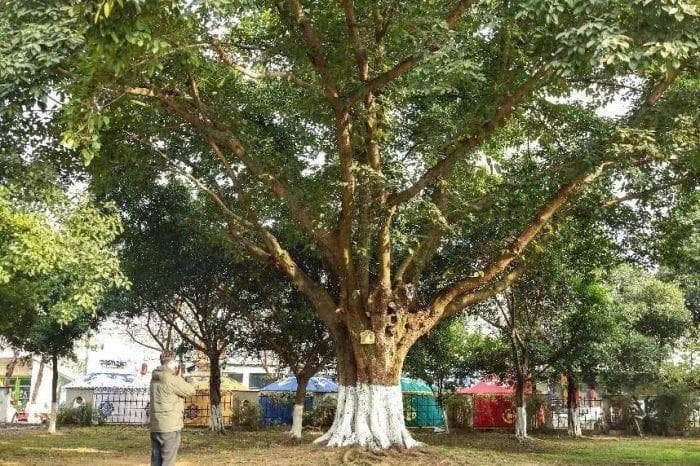 德阳为31株古树“把脉开方”，实施一树一策复壮行动