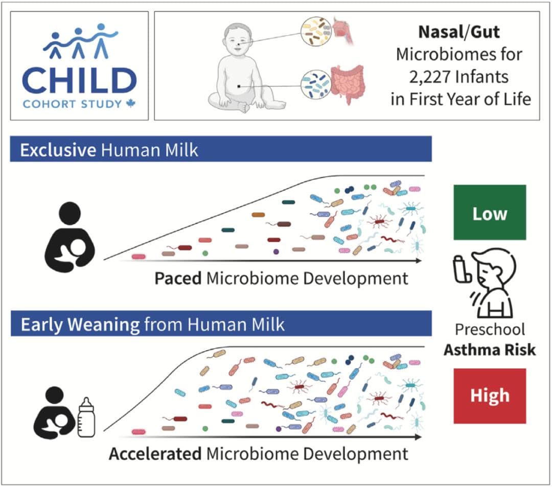 Cell：母乳喂养促进婴儿微生物健康发育，降低哮喘等呼吸系统疾病风险