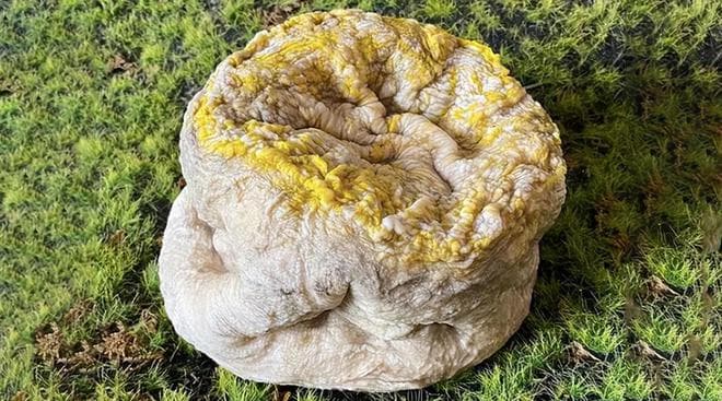 揭秘“太岁”：一种由黏菌、细菌和真菌组成的神秘生物